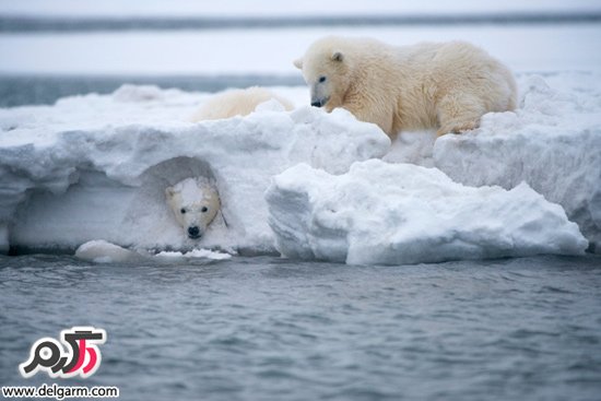عکس روز، خرس قطبی و پاندا