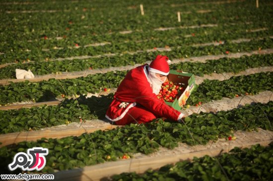 کشاورز فلسطینی با لباس بابانوئل در حال چیدن توت فرنگی