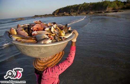 زنی در حال حمل ماهی تازه صید شده در کشور میانمار
