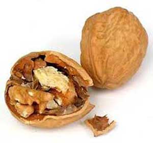 گردو و باروری در مردان