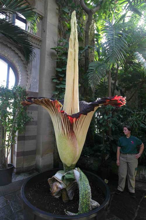 بزرگترین گل دنیا با بویی بسیار بد 
