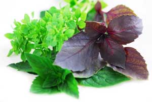 5 گیاه دارویی برای افزایش شیر مادر 