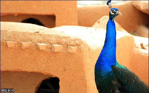 تصاویر دیدنی از باغ پرندگان اصفهان