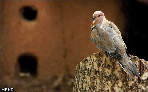 تصاویر دیدنی از باغ پرندگان اصفهان