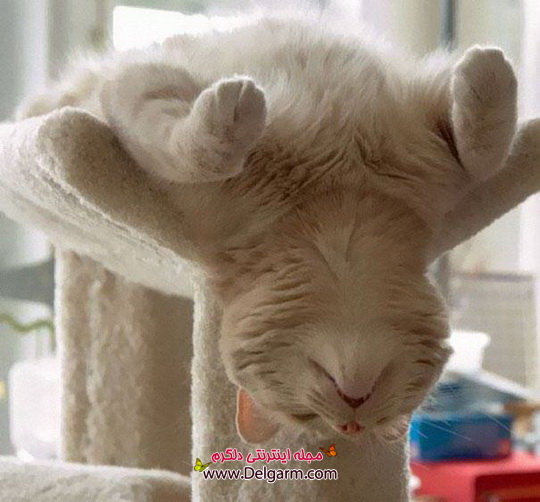 تصاویری از خواب ناز گربه های ملوس