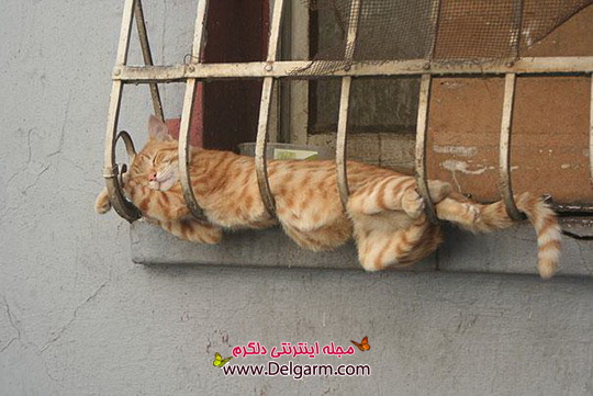 تصاویری از خواب ناز گربه های ملوس