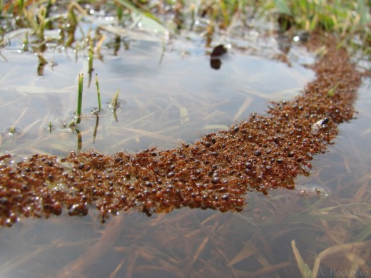 شیوه جالب مورچه ها برای زنده ماندن در برابر سیل