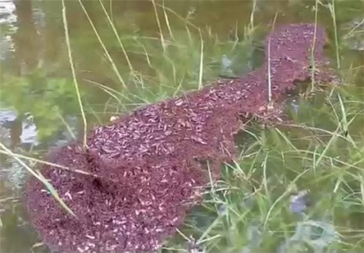 شیوه جالب مورچه ها برای زنده ماندن در برابر سیل