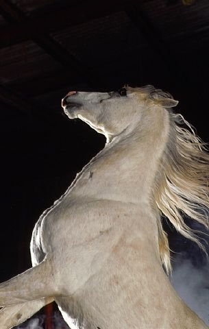 اسب عرب 
