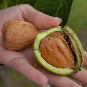 میوه درمانی-گردو و خواص گردو