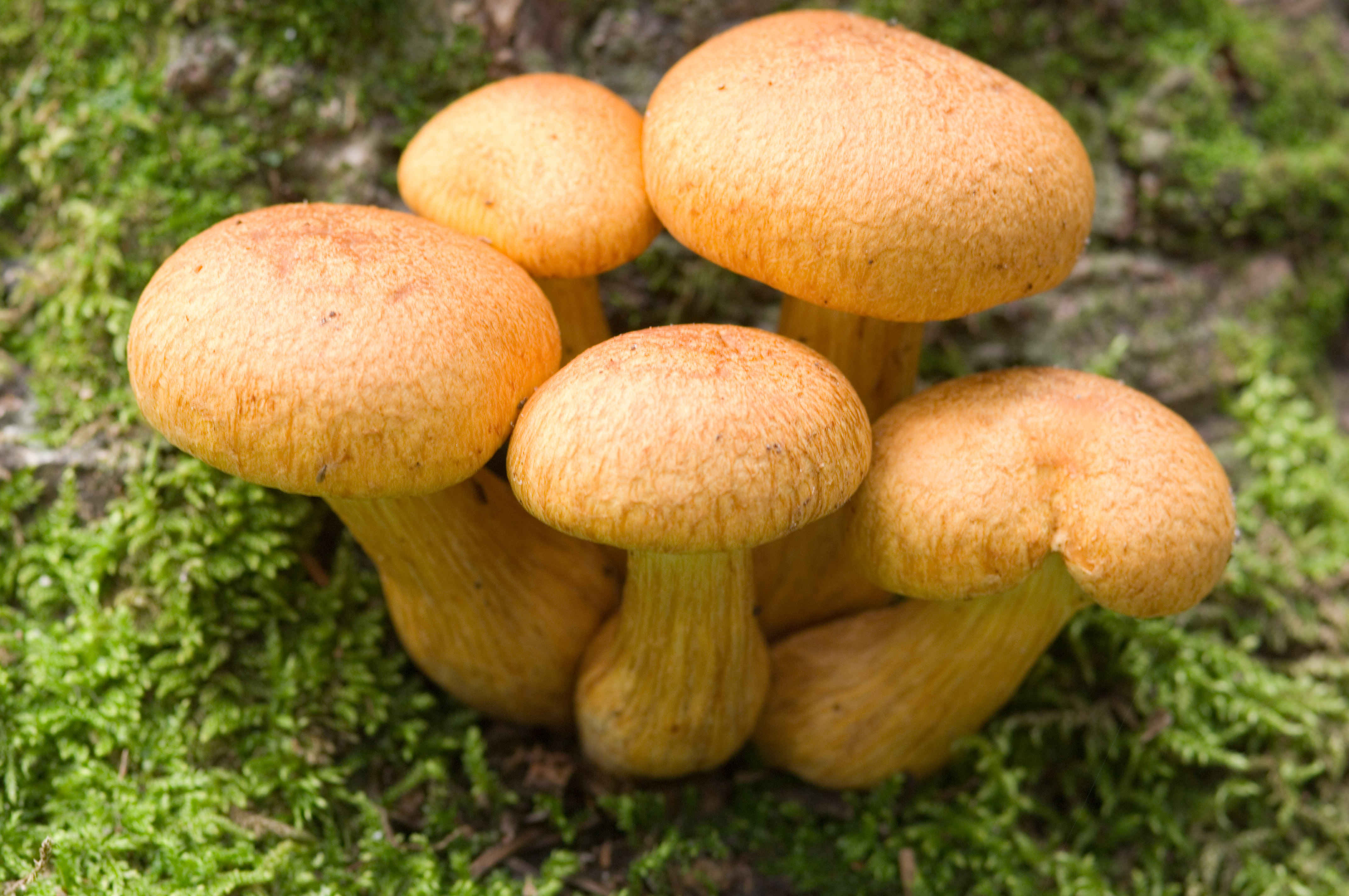 К чему снится есть грибы. К чему снятся грибы. Хед Фанг - соломенный гриб. Соломенные грибы. Грибы во сне к чему.