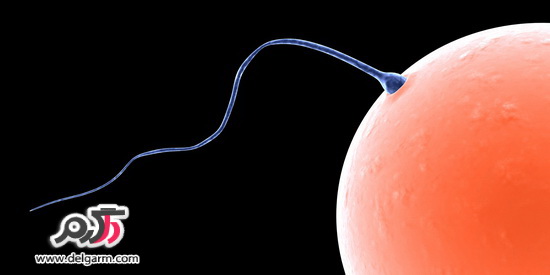 سلامت اسپرم و کیفیت اسپرم و افزایش کیفیت اسپرم