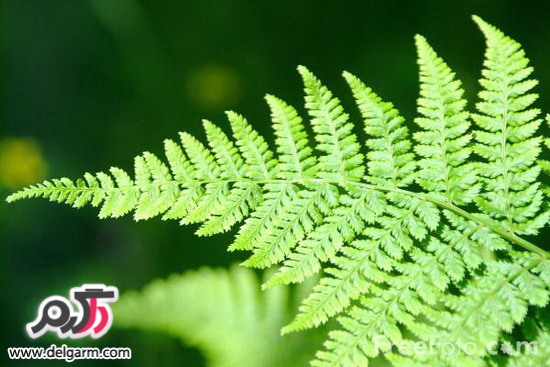 نگهداری از سرخس نگهداری از سرخس