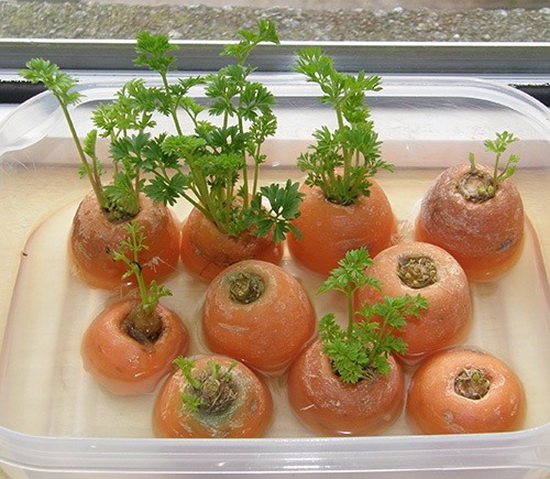 آموزش کاشت سبزیجات در خانه