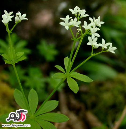 آشنایی با گل مروارید عطری+عکس