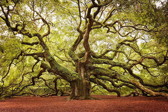 معروف ترین درخت های سراسر جهان