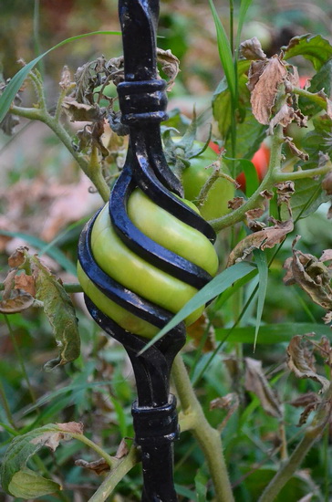 تصاویر زیبای گیاهان