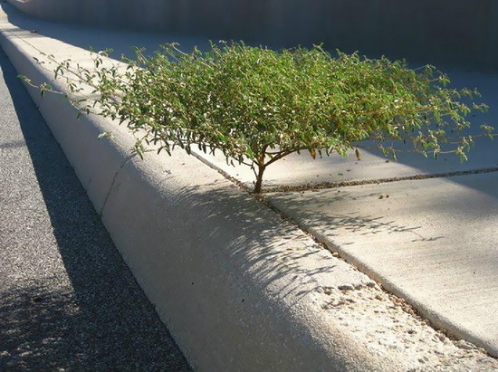 تصاویر زیبای گیاهان