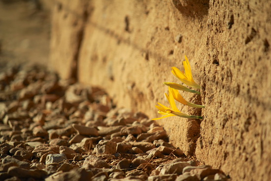تصاویر زیبای گیاهان