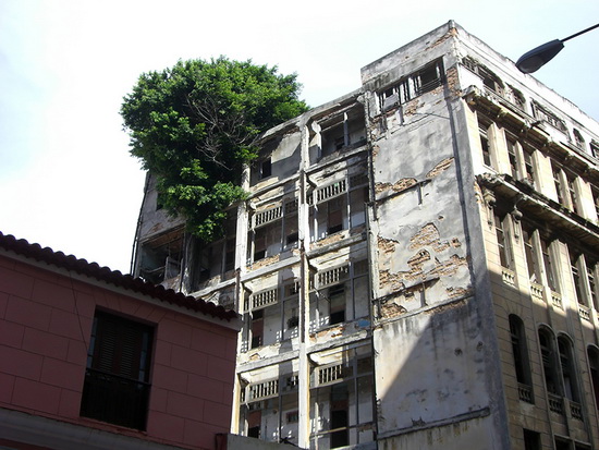تصاویر زیبای گیاهان