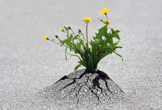 تصاویر زیبای گیاهان