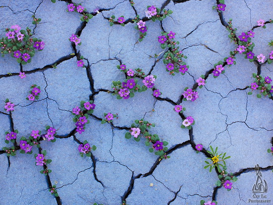 تصاویر زیبای گیاهان