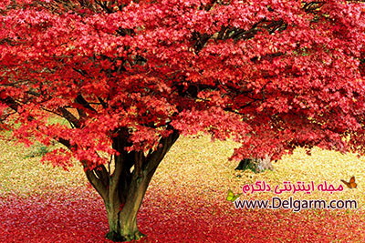 پاییز