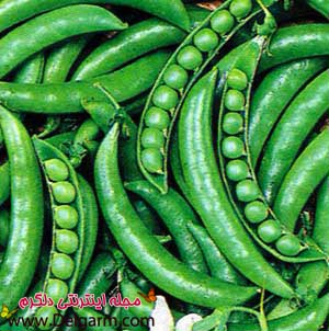خاصیت نخودفرنگی و خواص بینظیر نخودفرنگی