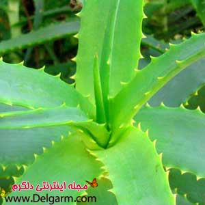 خاصیت آلوورا و خواص آلوورا برای سلامتی