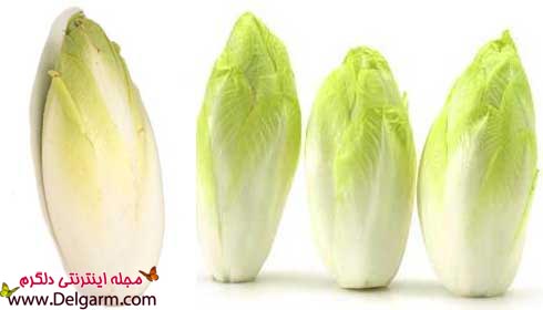 خواص آندیو و خاصیت های نگفته آندیو ENDIVE خواص آندیو و خاصیت های نگفته آندیو ENDIVE