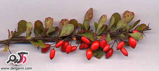 خواص زرشک و آب زرشک خوش رنگ و طعم