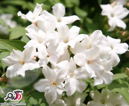 پرورش و نگهداری گل یاس سفید