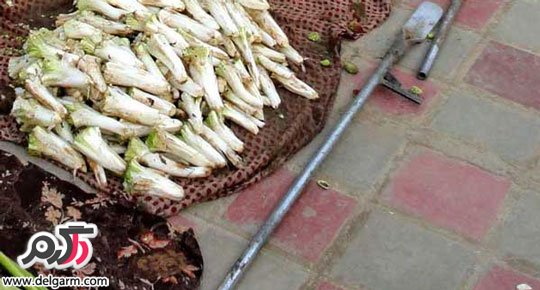 خاصیت درمانی جالب کنگر
