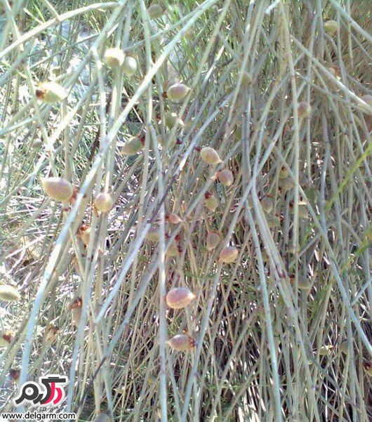 آشنایی با خواص بادام کوهی یا الوک