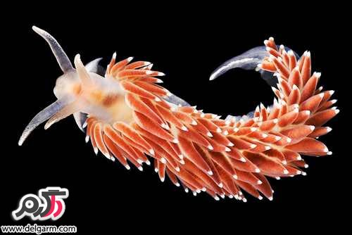 جانوران زیبا و ترسناک دریایی