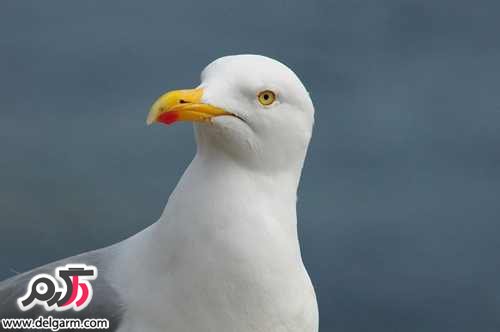 عکسهایی از پرندگان زیبای اسکاتلند