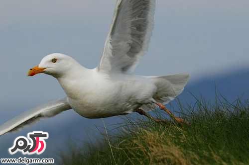 عکسهایی از پرندگان زیبای اسکاتلند
