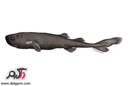 pocket shark بی‌خطرترین کوسه دنیا