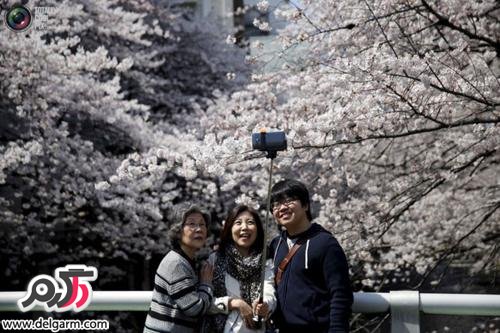 شکوفه های بهاری درختان گیلاس در توکیو