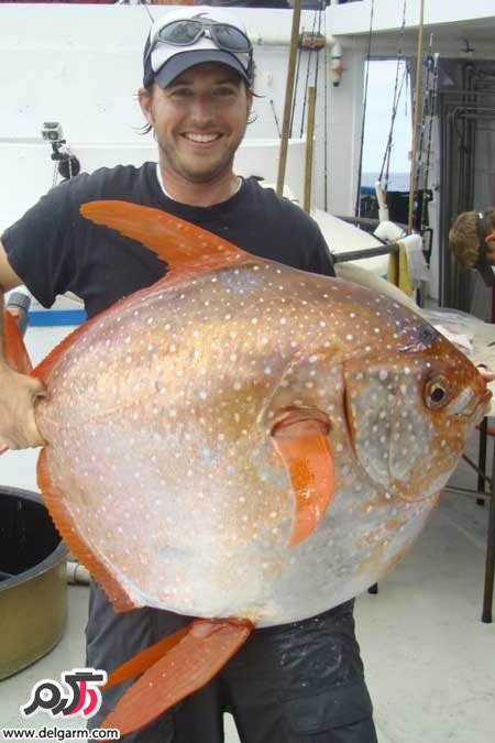 کشف اولین گونه ماهی‌های خونگرم در جهان