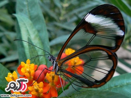  پروانه‌ای عجیب با بال‌های شیشه‌ای