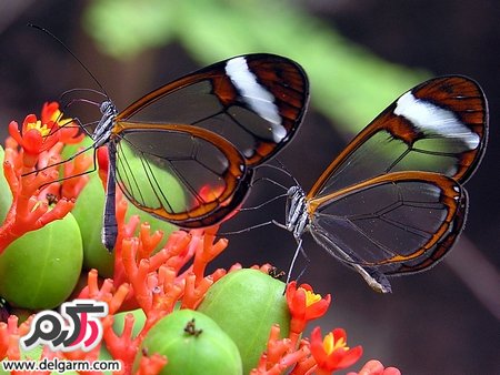  پروانه‌ای عجیب با بال‌های شیشه‌ای
