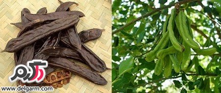 خواص درمانی بی نظیر گیاه خرنوب خواص درمانی بی نظیر گیاه خرنوب