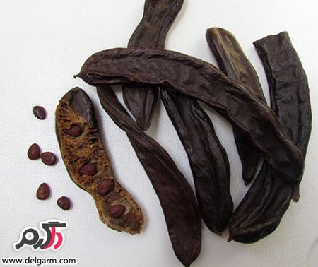 خواص درمانی بی نظیر گیاه خرنوب خواص درمانی بی نظیر گیاه خرنوب