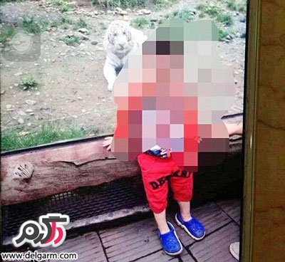 ببری در باغ وحش دست کودک 2 ساله را خورد