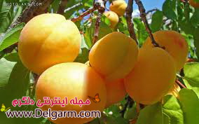 زردالو