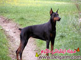 آموزش دفاعی سگ دوبرمن