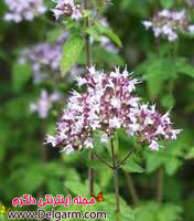 خواص گیاه کاکوتی