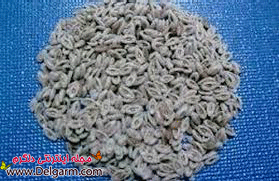 اسفرزه اسفرزه