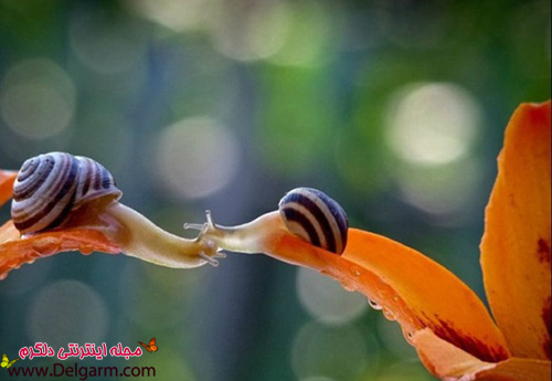 عکس هایی از حلزون های ناز و زیبا